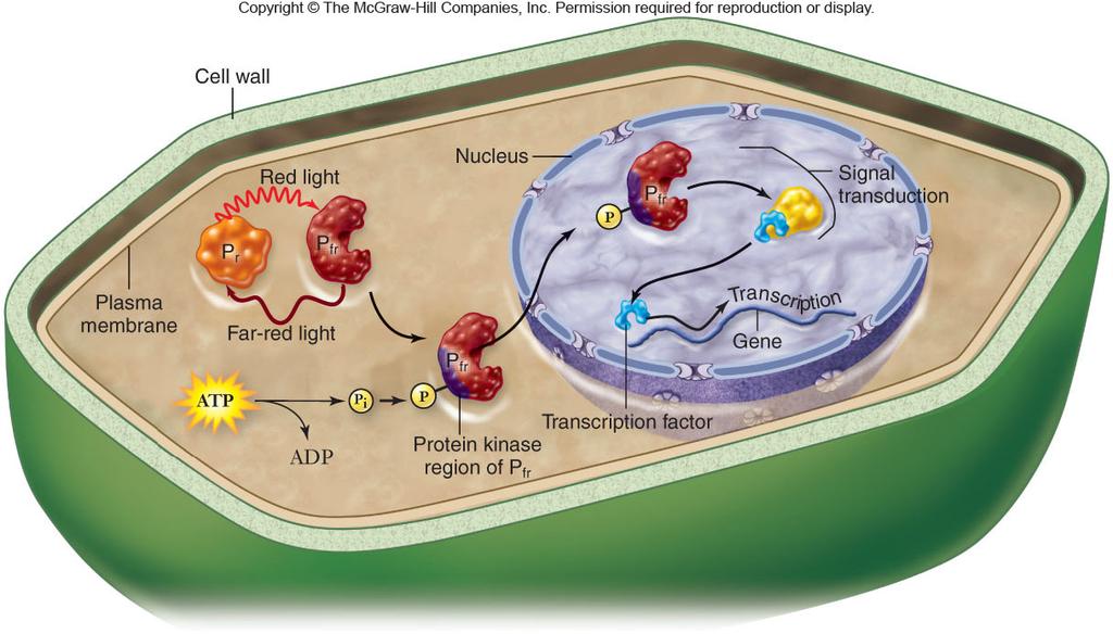 Phytochrome also works through proteinkinase signaling pathways -When P r is converted to P fr, its protein kinase domain causes autophosphorylation or phosphorylation of another protein -This