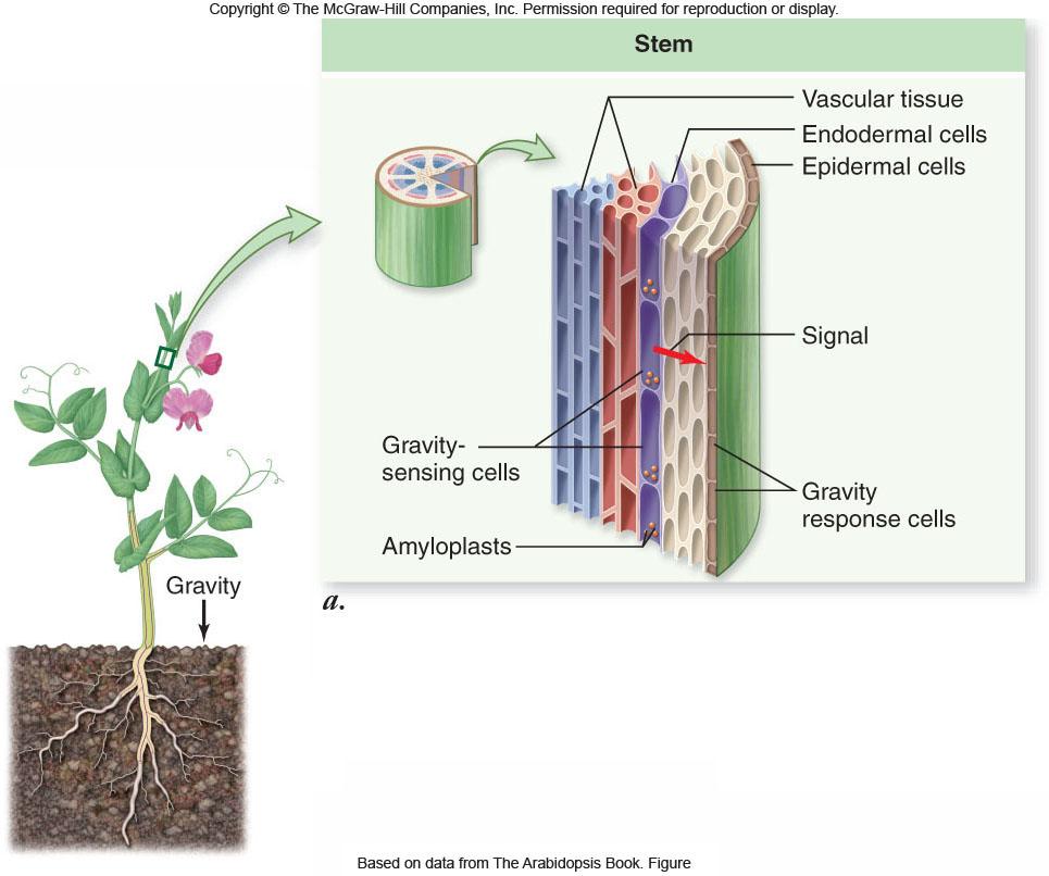 Stem Response to Gravity Auxin accumulates on lower side of the stem -Results in asymmetrical cell elongation and curvature of the stem upward Two