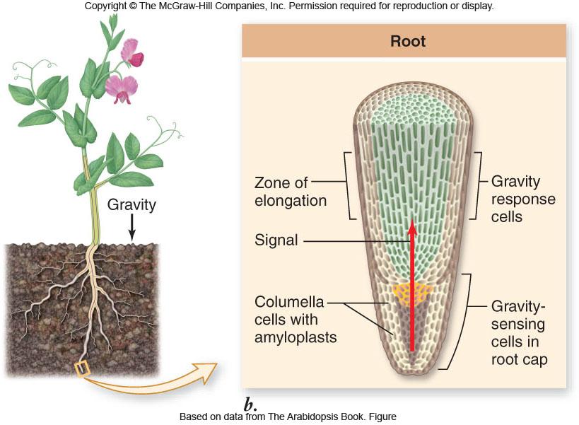 gravity-sensing amyloplasts 19 20 21 Root Response to Gravity Lower cells in horizontally oriented root cap are less elongated than those on upper side