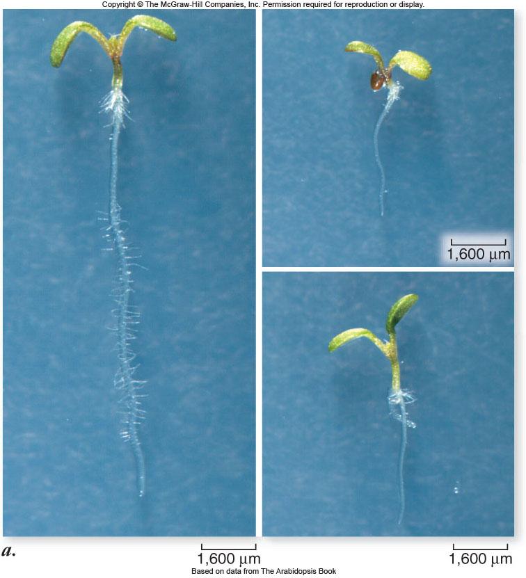 occur in same direction independent of the stimulus Examples of touch responses: -Snapping of Venus flytrap leaves 25 Some touch-induced plant movements