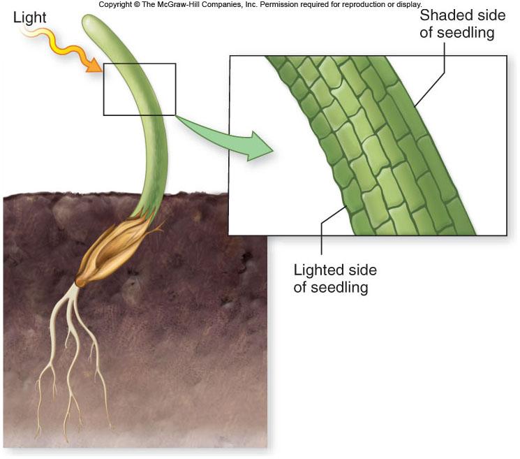 covered with a lightproof cap -They do bend when a collar is placed below the tip 39 Auxin Auxin The Darwins hypothesized that shoots bend towards light in response to an influence transmitted