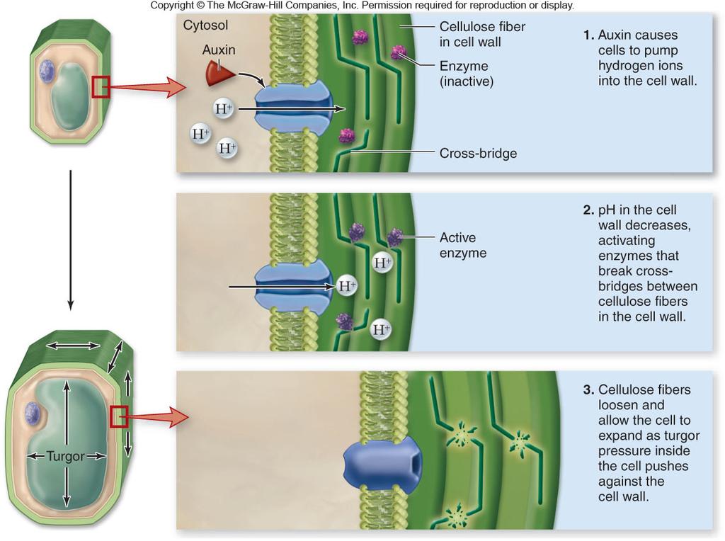 in plasticity of the plant cell wall -The acid growth hypothesis provides a model linking auxin to