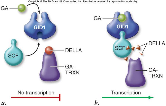 Gibberellins GA is used as a signal from the embryo that turns on transcription of genes encoding hydrolytic enzymes in the aleurone layer