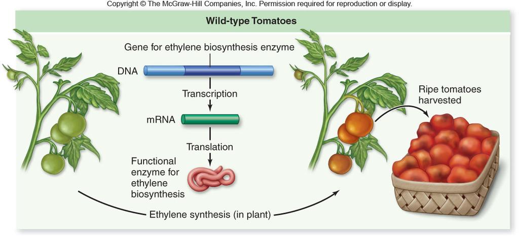 -Can be released from the cell wall by enzymes secreted by pathogens -Signal the hypersensitive response (HR) In peas, oligosaccharins inhibit auxinstimulated elongation of stems -While in