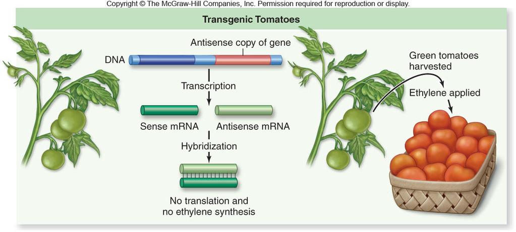 suppresses stem and root elongation Ethylene Ethylene controls leaf, flower and fruit abscission It hastens fruit ripening -Indeed, an antisense copy of the gene has been used to create transgenic