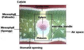 Running through the mesophyll are veins These contain the xylem and the phloem vessels These are arranged into