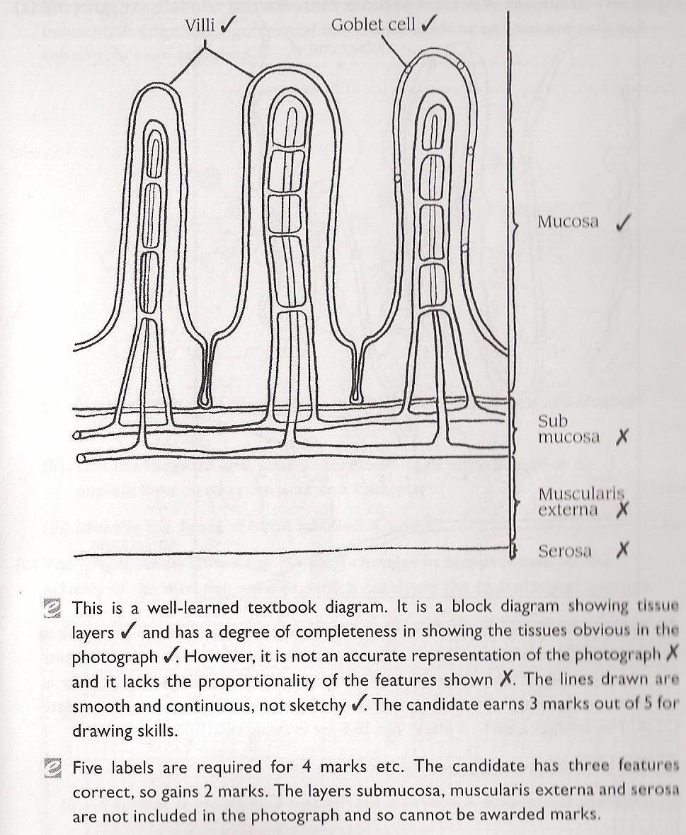 Candidate A s answer: Too much like a text book diagram, not