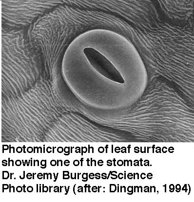In the lower epidermis there are small holes called stomata (singular=stoma) which allow gaseous exchange Each stoma is surrounded by a pair of guard cells which control the pore opening and closing