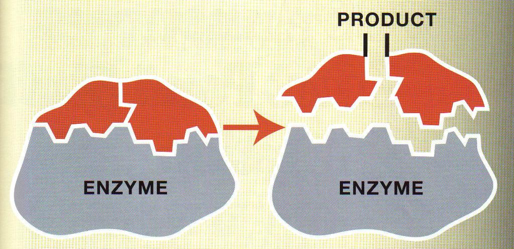Substrate + Enzyme = Complex =