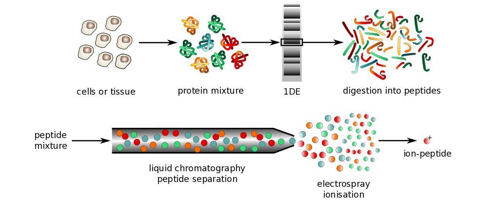 Peptide LC-MS Optional separation https://commons.