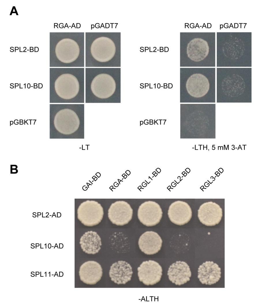 Supplemental Figure 10. Interaction between DELLA and SPLs in yeast. (A) Interactions between RGA and other mir156-targeted SPLs. SPL2, SPL10, and RGA were fused to BD or AD respectively.