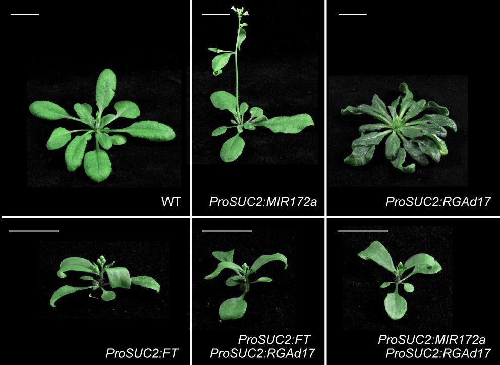 Supplemental Figure 4. Flowering time of ProSUC2:MIR172a ProSUC2:RGAd17 and ProSUC2:FT ProSUC2:RGAd17.
