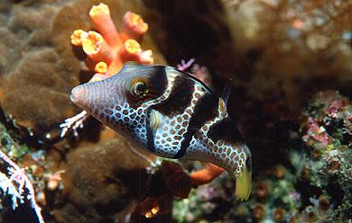 Preliminary Survey Results (3) Canthigaster valentini fish