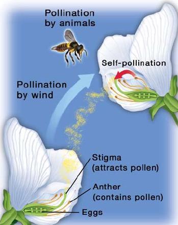 11.1 Pollination Flowering plants reproduce by pollination.