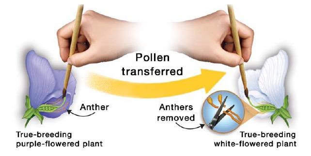 11.1 Cross-Pollination Then Mendel used pollen from true breeding