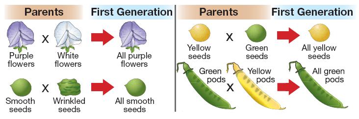 11.1 First Generation When Mendel crossed true-breeding, purpleflowered plants with true-breeding, whiteflowered