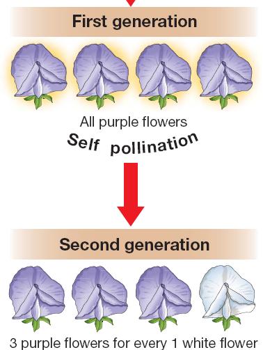 11.1 Second Generation When the purpleflowered plants of the offspring self-pollinated,