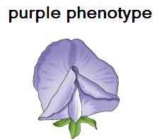 An organism s phenotype is the form of