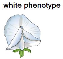 1 Phenotype For flower color, a pea