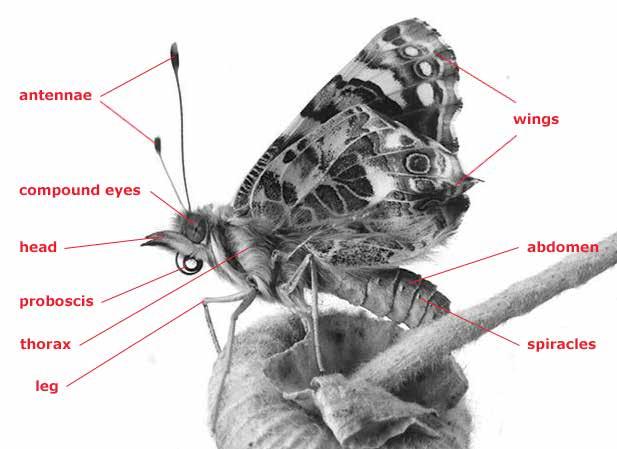 BUTTERFLY LAB Background: Butterfly Body Parts Abdomen the hind part of the butterfly includes the stomach, heart and other organs Antennae on the butterfly s head, used to taste the air and help