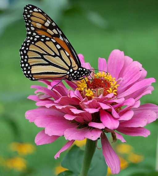 Pollinators Slide 64 / 106 There are 200,000 different animals that act as pollinators!