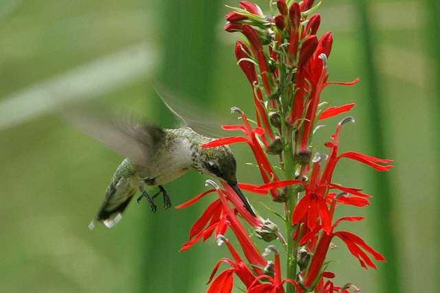 Many pollinators can smell a flower from a long distance.