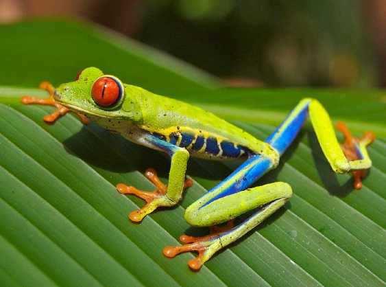 1 Could plants survive without the sun? Slide 10 / 106 Yes No 2 Plants are. Slide 11 / 106 A producers B herbivores C carnivores D decomposers 3 The following statements describe the tree frog.