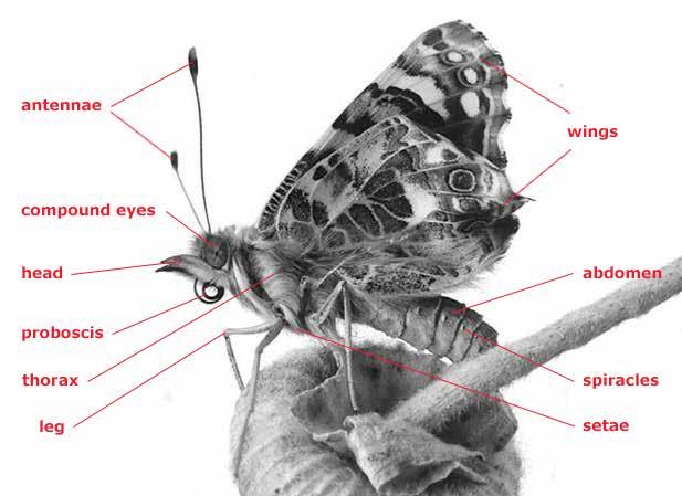 Background: Butterfly Body Parts Abdomen the third section includes the stomach, heart and other organs Antennae on the butterfly s head, used to taste the air and help with balance Compound eyes