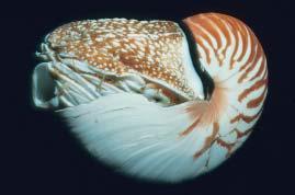 sea slug is very conspicuously colored.