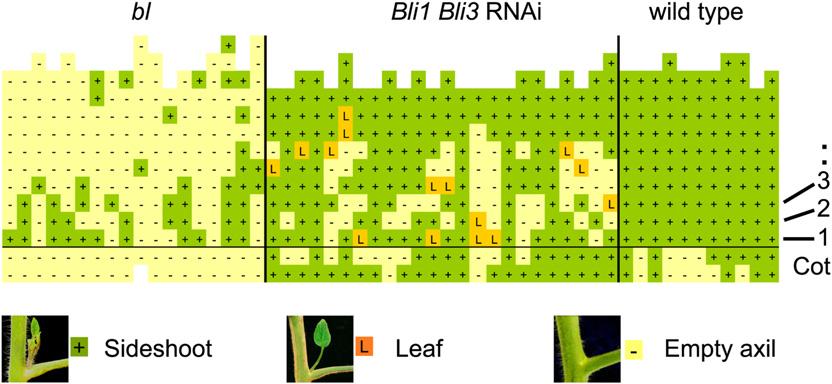 3600 The Plant Cell Figure 3. Bl, Bli1, andbli3 Regulate Shoot Branching. Analyses of branch formation in bl mutant, Bli1 Bli3 double transgenic RNAi, and wild-type plants.