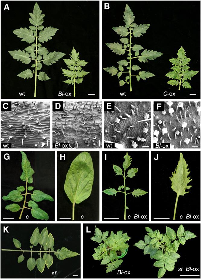 3602 The Plant Cell mutants displayed simple c-like basal leaves (Figure 6J); however, from leaf four onwards leaf complexity increased, similar to Me/+ (Figure 6K; see Supplemental Figures 9A to 9D