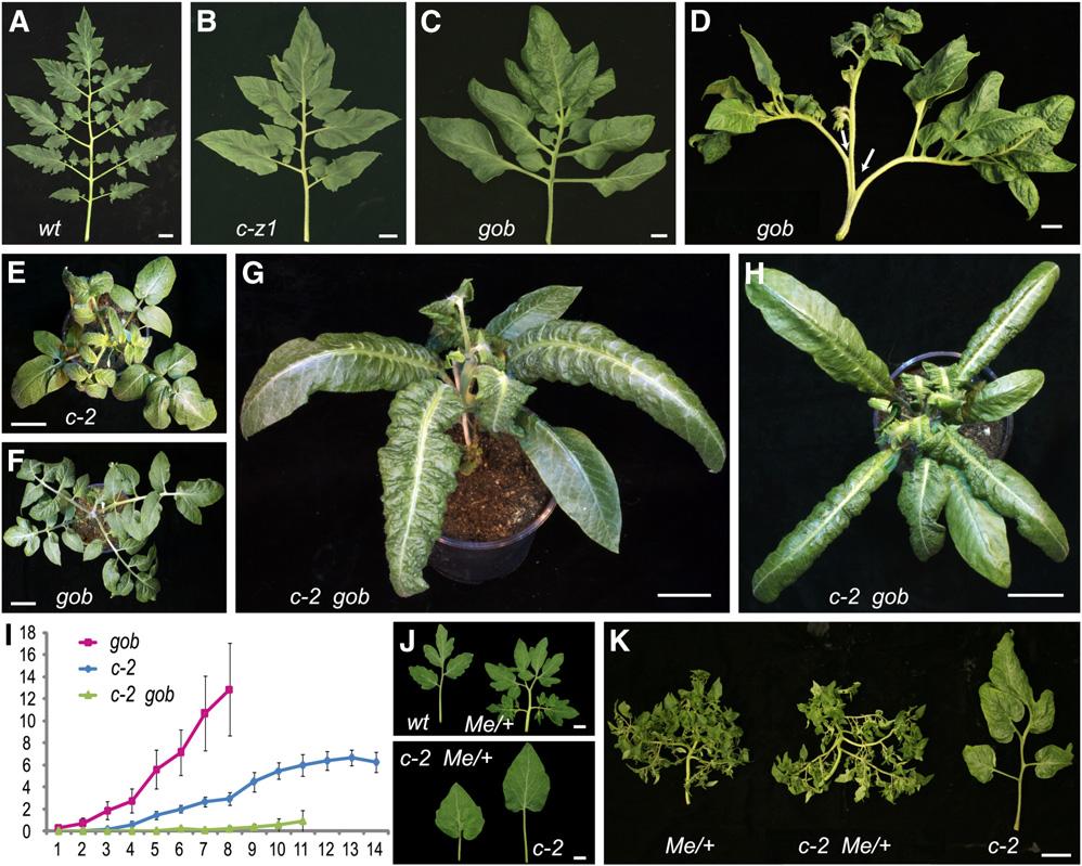 Side-Shoot and Leaflet Formation 3603 Figure 6. Gob and Me Act Redundantly to C and Bl. (A) to (C) Adult leaves of wild-type (wt) (M82), c-z1, and gob plants.