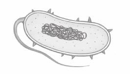 Unicellular Organisms Unicellular organisms have only one cell. These organisms do all the things needed for their survival within that one cell. An amoeba is a unicellular organism.