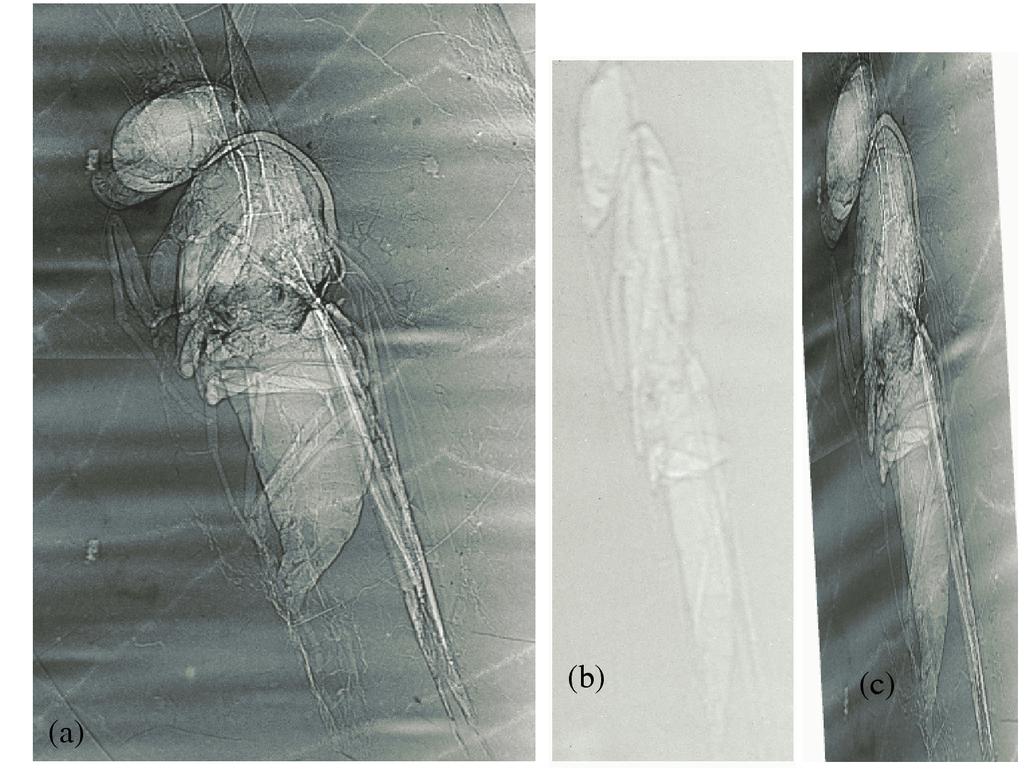 VOL. 43 P. K. TSENG, W. F. PONG, et al. 983 FIG. 5: (a) Image of an insect in amber obtained by ordinary X-ray phase contrast microscopy.