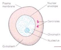 The difference between animal cell division and plant cell division is the formation of a cell in cells 8.