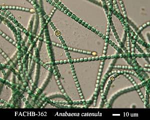 A AB ABA ABAAB ABAABABA (a) (b) ig. 7: L-system modeling the growth of the Anabaena catenula algae.