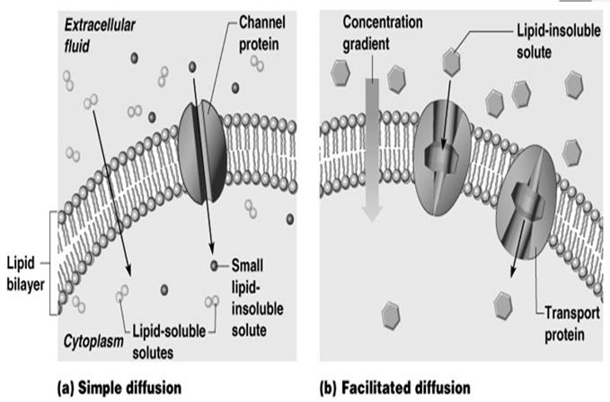 Diffusion thru Plasma Membrane Osmosis Movement of water across a selectively permeable membrane Moves from high conc. to low conc.