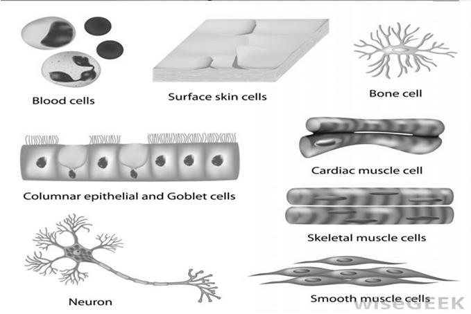 Cell Diversity Cells have a variety of shapes & sizes Cell differentiation cells differ based on its function Shape related to function Cube Spherical Columnar Branching Disc Cell Diversity Cells