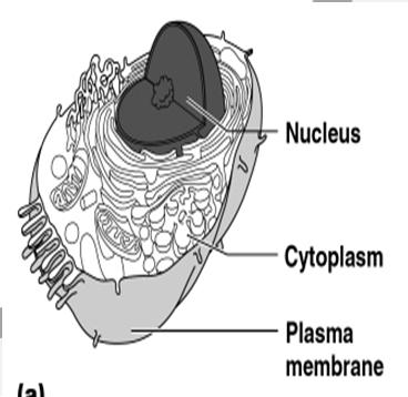 Anatomy of the Cell Cells are organized into 4 regions Plasma membrane or cell membrane Nucleus Cytoplasm Organelles Cell Membrane Barrier for cell contents Selectively permeable Flexible membrane
