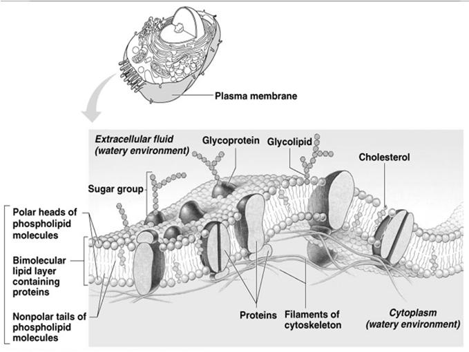 Functions of Proteins Proteins: Receptors Forms pores, channels and carriers Enzymes trigger