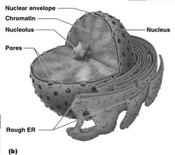 The Nucleus Anucleated cells w/out a nucleus Only Multinucleated cells with more than I nucleus The Nucleus Control center Contains genetic material (DNA) 4 regions Nuclear envelope Nucleolus