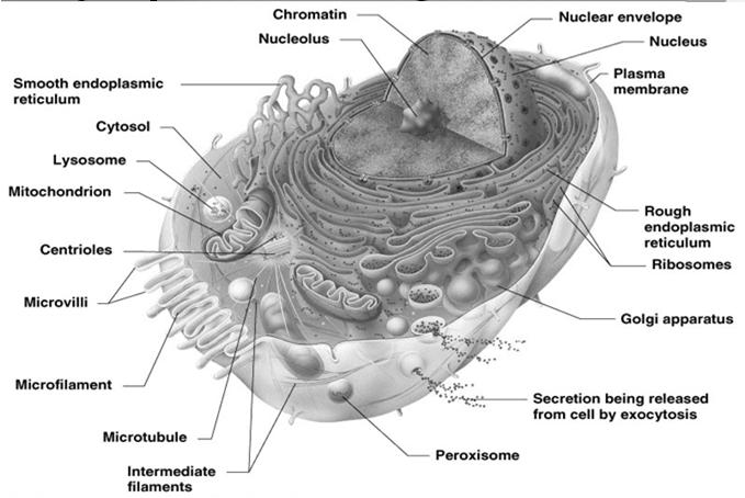 Cytoplasm Area between nucleus & plasma membrane Cytosol Fluid