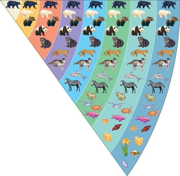 Classifying life Species Genus Family Order Class Phylum Kingdom Domain Ursus americanus (merican black bear) Ursus Ursidae The Three Domains of Life t the highest level, life is classified into