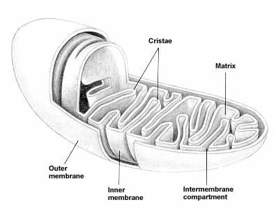 Cell Parts and Functions Mitochondria
