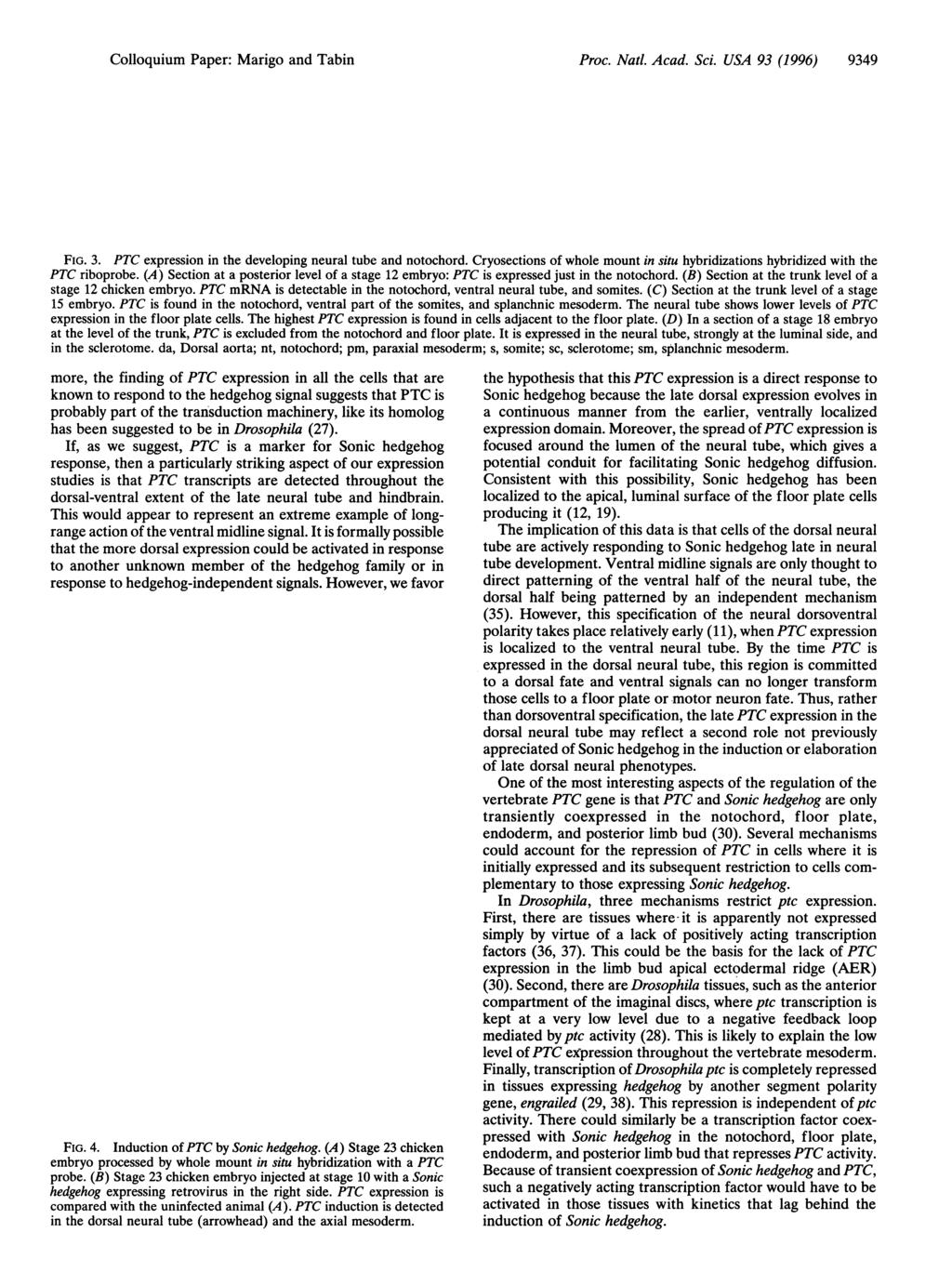 Colloquium Paper: Marigo and Tabin A B C.::: D Proc. Natl. Acad. Sci. USA 93 (1996) 9349,&...-4..., 1V. PM nt 71 nt s nt sin.-%... dnt da FIG. 3.
