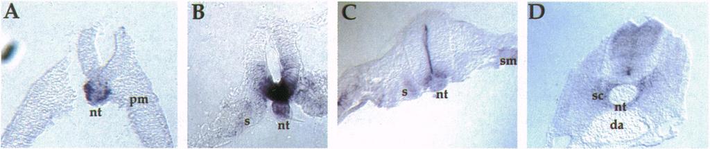 (A) Section at a posterior level of a stage 12 embryo: PTC is expressed just in the notochord. (B) Section at the trunk level of a stage 12 chicken embryo.