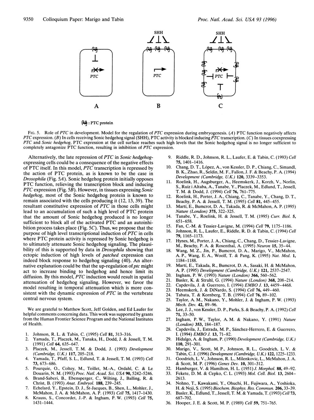 9350 Colloquium Paper: Marigo and Tabin Proc. Natl. Acad. Sci. USA 93 (1996) SHH I 1t6 SHH -ZI tl A B C (t: PTC protein FIG. 5. Role of PTC in development.