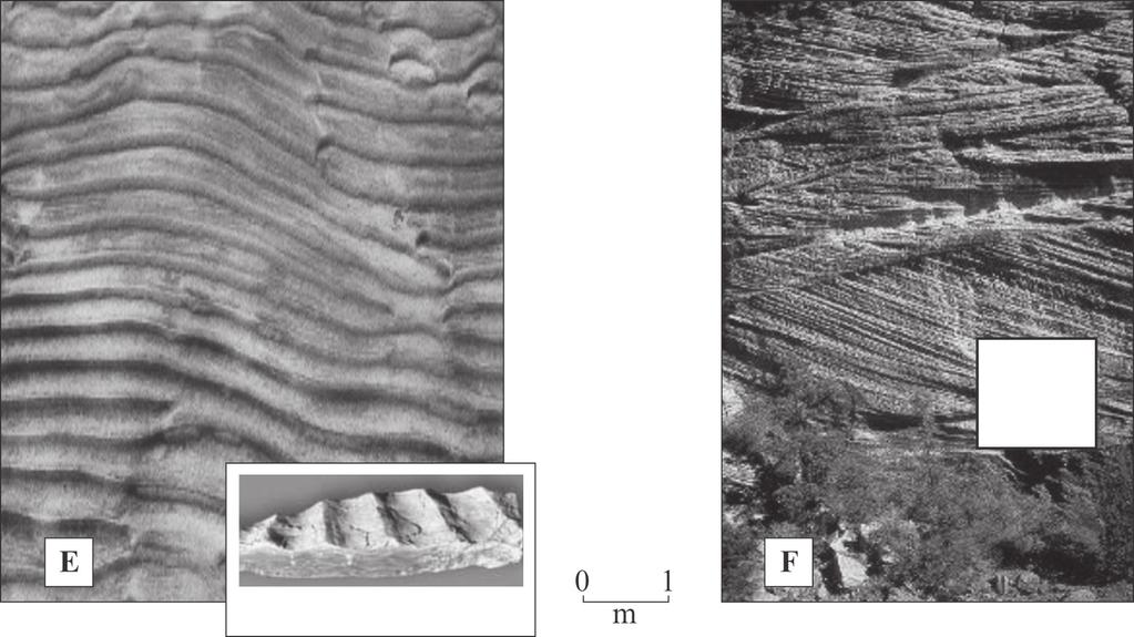 Figure 15 shows two sedimentary structures (E and F) present in the sandstone in Figure 12.