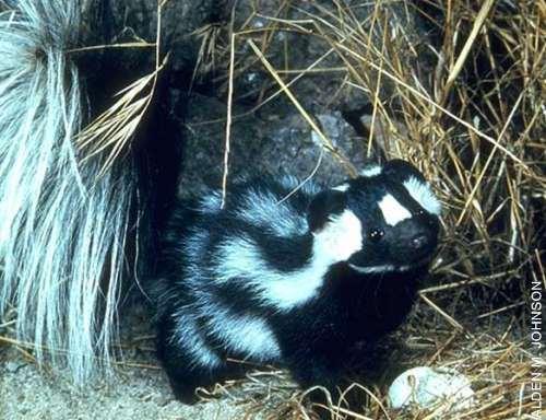 speciation same country Eastern spotted skunk (L) & western spotted skunk (R)