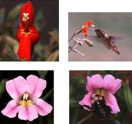 closely related species of plants, the flowers often have distinct appearances that